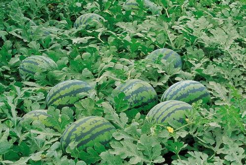 吃瓜吃一半满朝文武,半瓜窥尽满朝风云